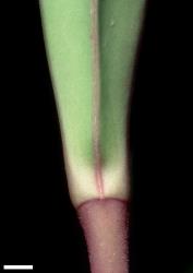 Veronica bishopiana. Leaf bud without sinus. Scale = 1 mm.
 Image: W.M. Malcolm © Te Papa CC-BY-NC 3.0 NZ